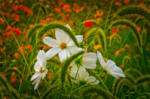 WEEKLY PHOTO CHALLENGE: GROWTH