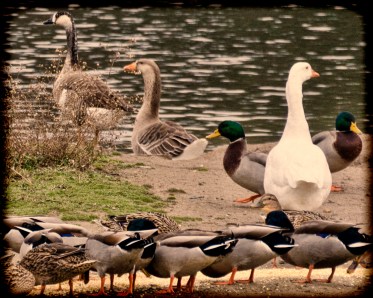 WEEKLY PHOTO CHALLENGE: MERGE