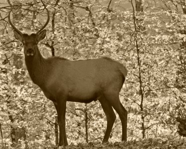 WEEKLY PHOTO CHALLENGE: SILHOUETTE