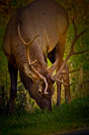5 POINT ELK on the BLUE RIDGE PARKWAY NC