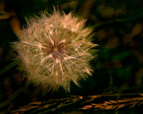 WEEKLY PHOTO CHALLENGE: UNIQUE