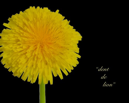 DANDELION