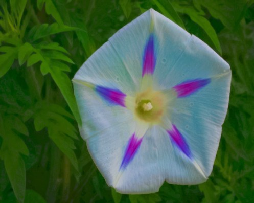 summer revisited.jpg